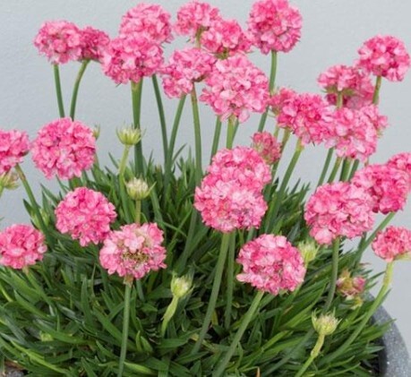 Armeria Dreamland QT