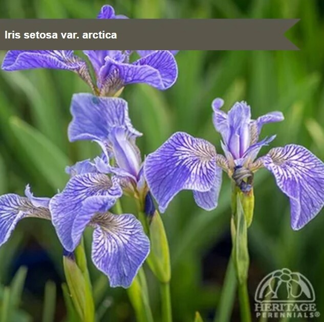 Iris Setpsa Arctica 1 gal