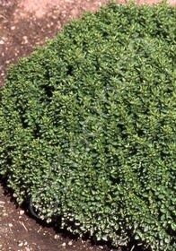 Marjoram dwf 4&quot;