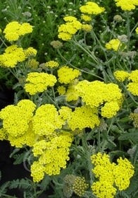 Yarrow Moonshine 4"