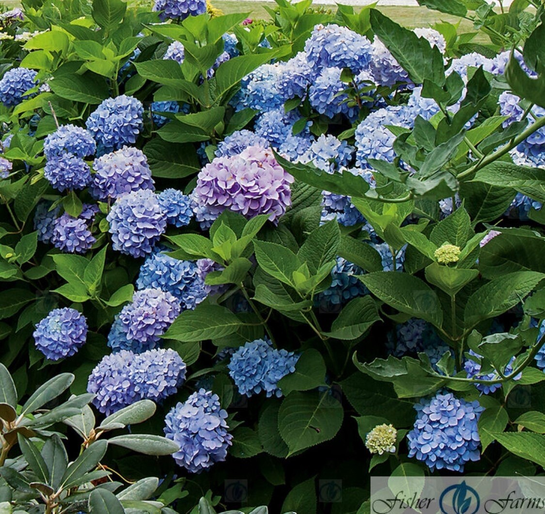Hydrangea All Summer Beauty 3 gal
