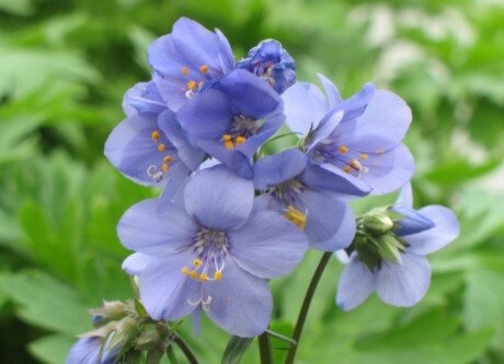 Polemonium Bress. Purple 1 gal