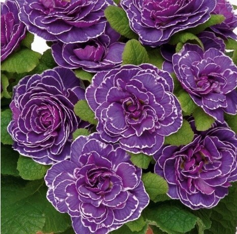 Primrose Amethyst Ice Qt