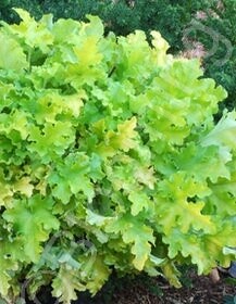 Heuchera Lime Marmalade 1 gal