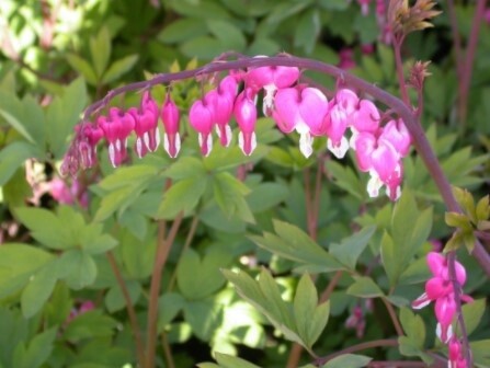 Bleeding Heart Spectabilis QT