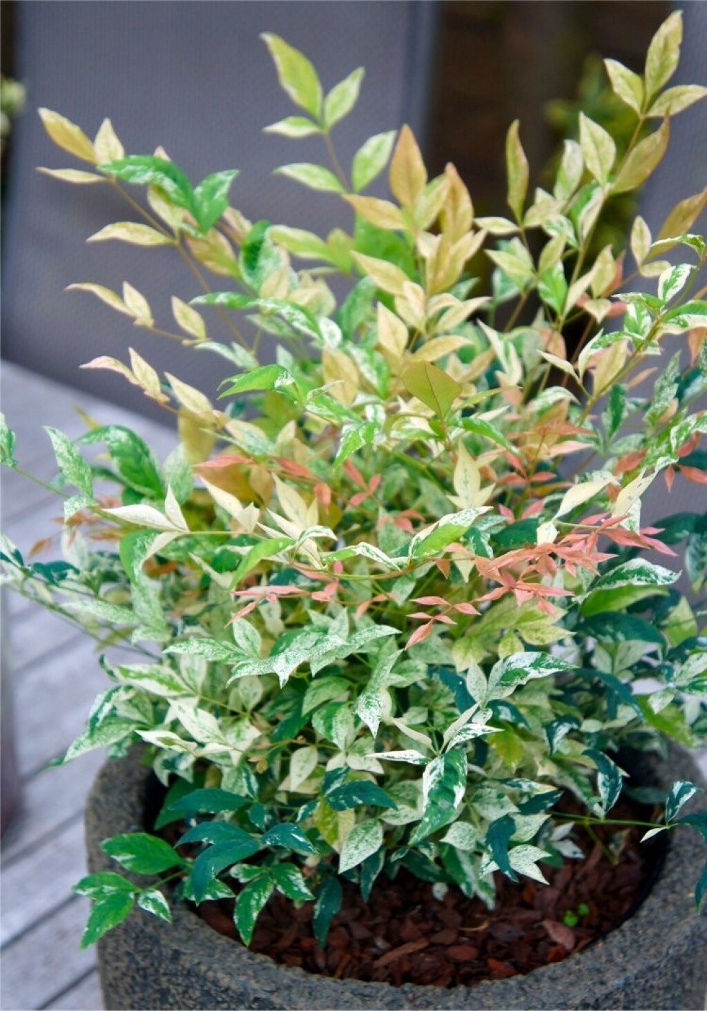 Nandina Twilight 5 gal