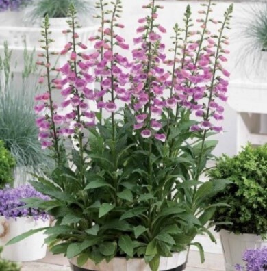 Foxglove Lucas 1 gal