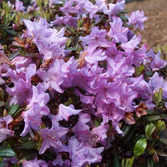 Rhody Ernie Dee 2 gal