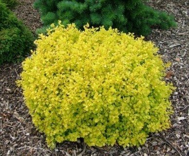 Barberry Bonanza gold 1 gal