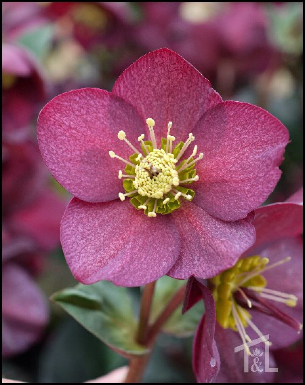 Hellebore Ice Red Qt
