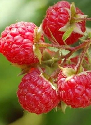 Raspberry Willamette QT