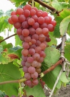 Grape Suffolk Red 1 gal