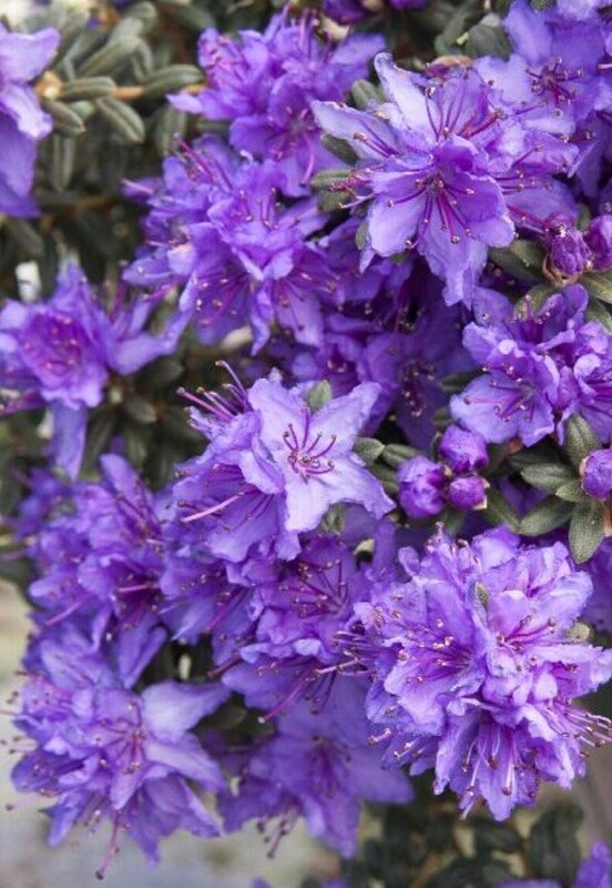 Rhody Impeditum 1 gal