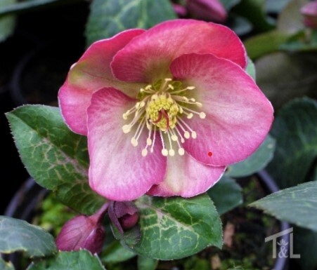 Hellebore Pennys Pink 1 gal