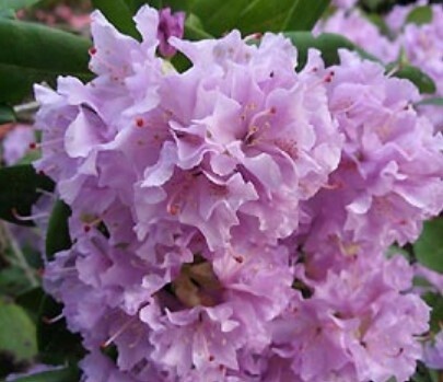 Rhody Lavender Queen 5 gal