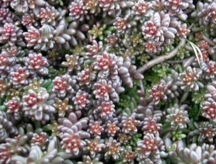 Sedum Murale 4"