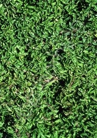 Pennyroyal dwf 4&quot;