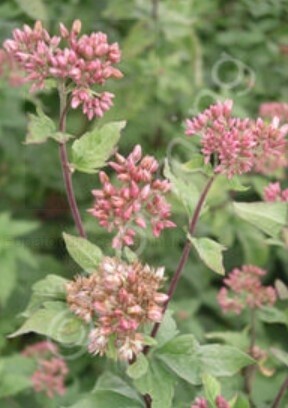 Eupatorium Flore Plenum 1 gal
