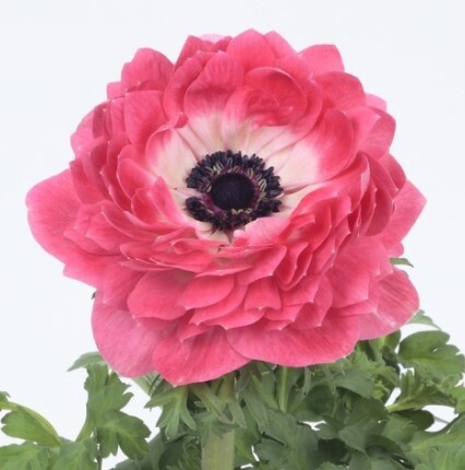 Anemone Double pink QT