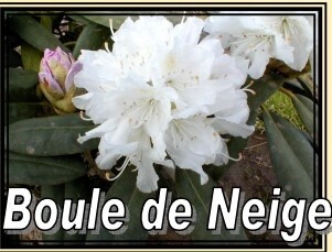 Rhody Boule De Neige 5gal