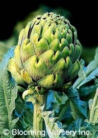 Artichoke Green Globe qt