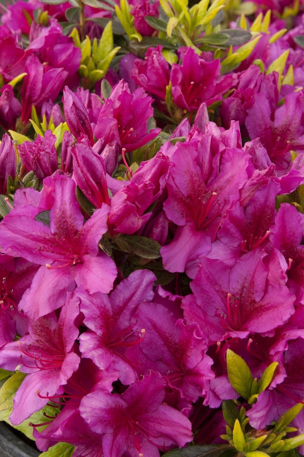 Azalea Girards Purple 1 gal