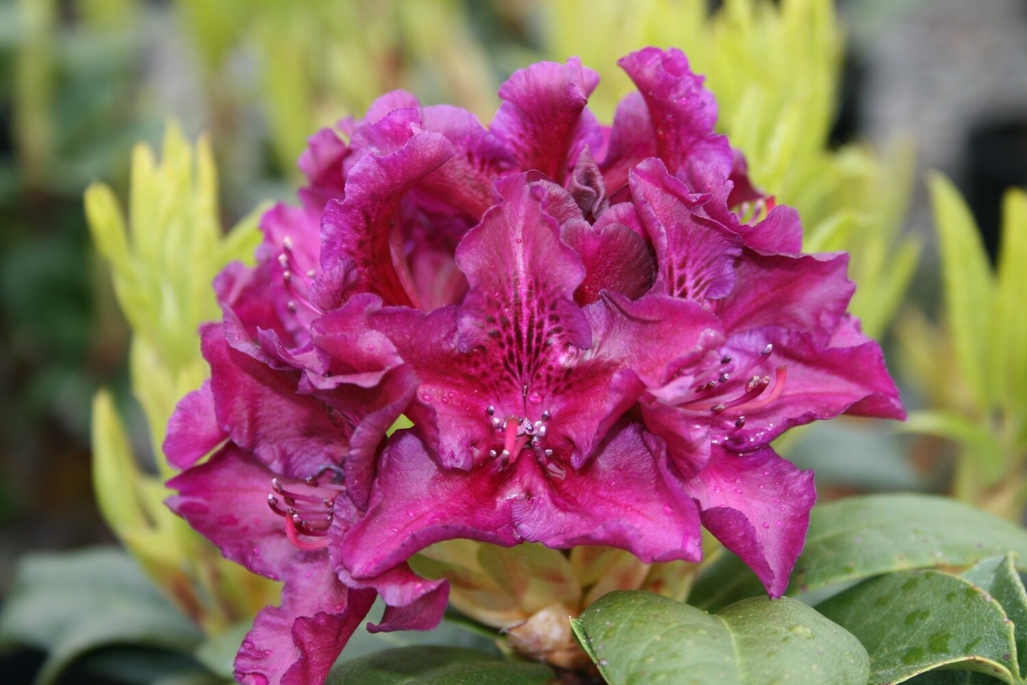 Rhody Edith Bosley 6 gal 24-30&quot;