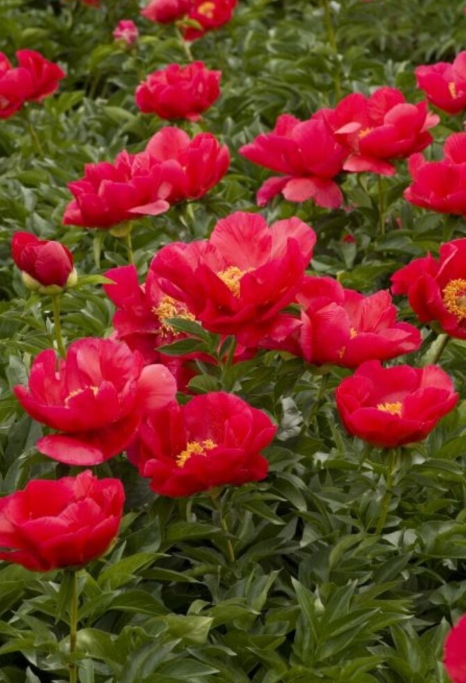 Peony Blaze 1 gal