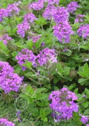 Verbena Homestead Purple 1 gal