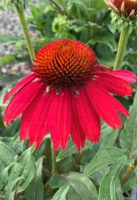 Echinacea Red Ombre QT