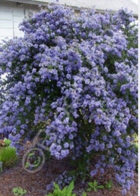 Ceanothus Dark Star 1 gal