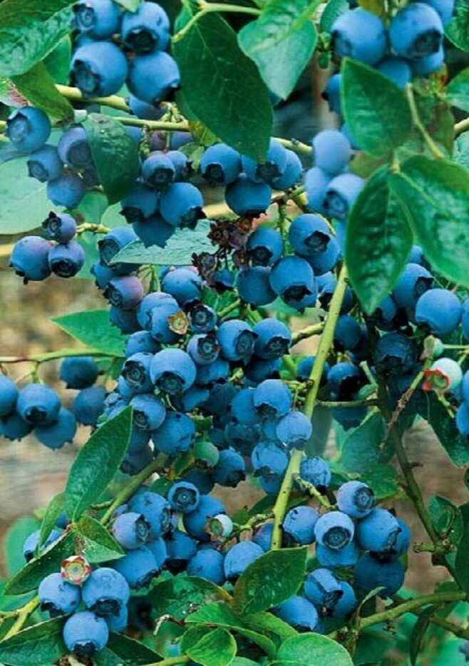 Blueberry Chippewa 1 gal