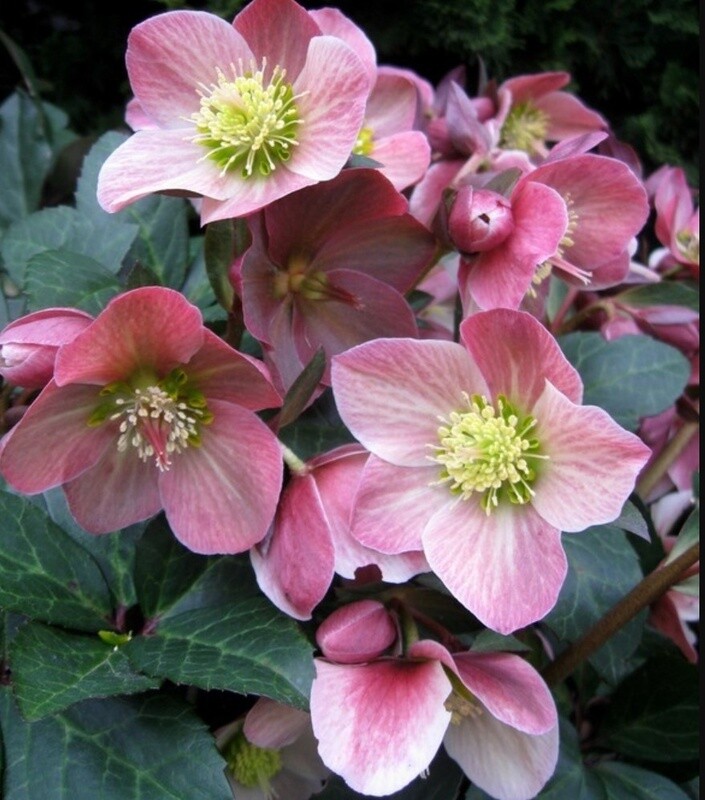 Hellebore Merlin 1 gal