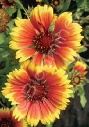 Goblin Blanket Flower 4"