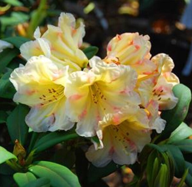 Rhody Holy Moses 2 gal