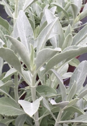 White Sacred Sage 1 gal