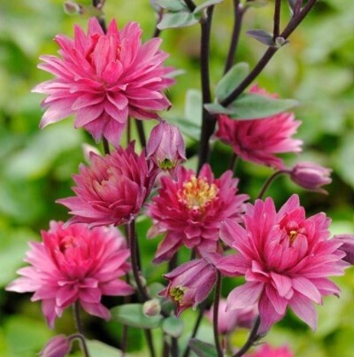 Columbine Clementine Red QT