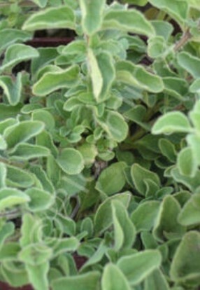 Oregano Hot &amp; Spicy 4&quot;