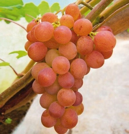 Grape Table Vanessa 1 gal