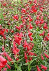 Penstemon Firebird 4"