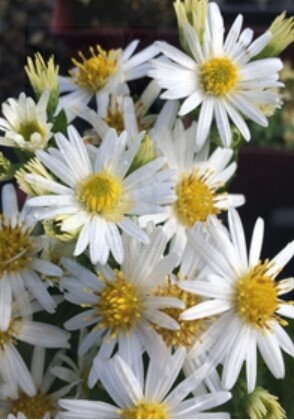 Aster Starshine QT