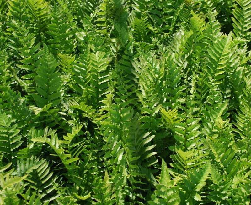 Tokyo wood fern 1 gal