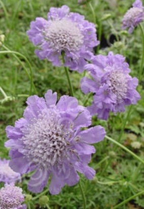 Scabiosa Butterfly blue 1 gal