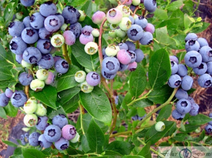 Blueberry Duke 1 gal