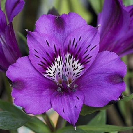 Alstroemeria Indigo 8&quot;