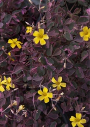 Oxalis Plum Crazy 4"