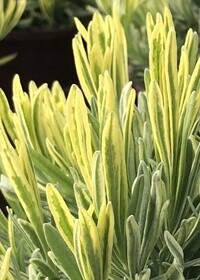 Lavender Platinum Blonde 1 gal