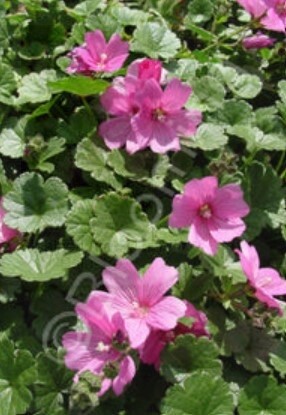 Sidalcea Palustre QT