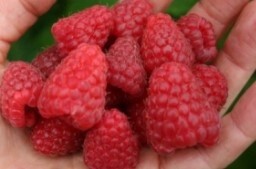 Raspberry Tulameen QT