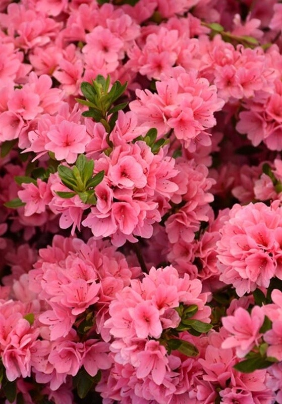 Azalea Coral Bell 1 gal